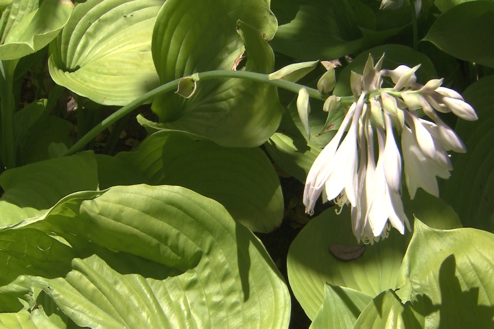 Guacamole hosta offers tropical look, dependability 
